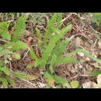 Achillee millefeuille (2)